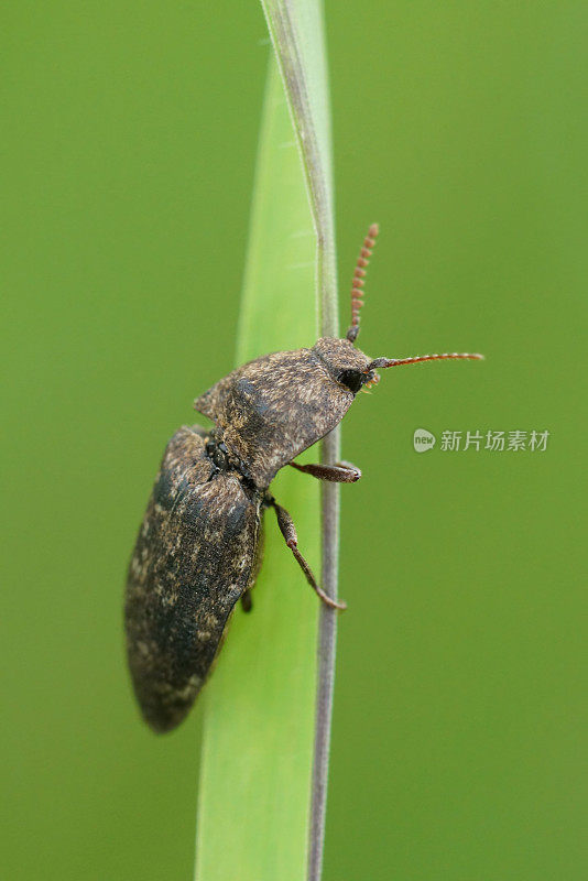 垂直特写一只灰色的咔哒甲虫，Agrypnus murina在草叶上